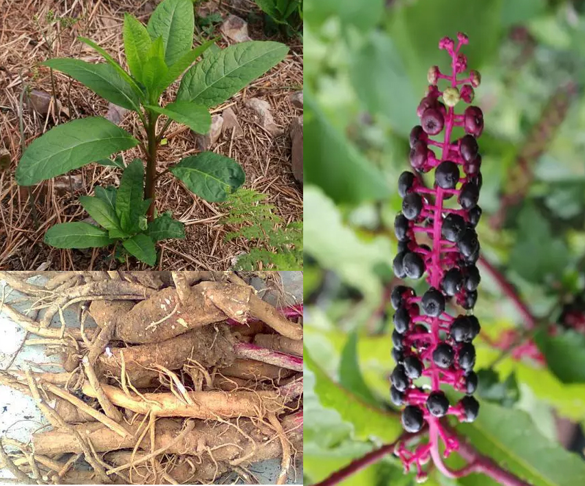 假人参骗局视频,假人参有几种