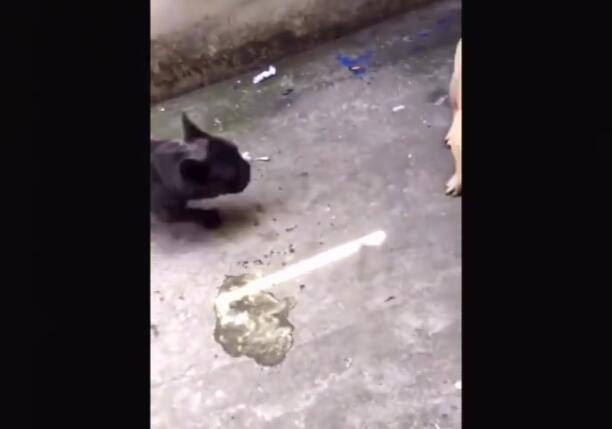 小*狗黑**舔同伴的蛋蛋，结果下一秒就狂吐不止！