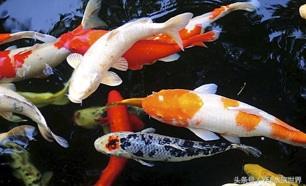 饲养锦鲤需要注意哪些细节和技巧,饲养锦鲤小妙招大全图解