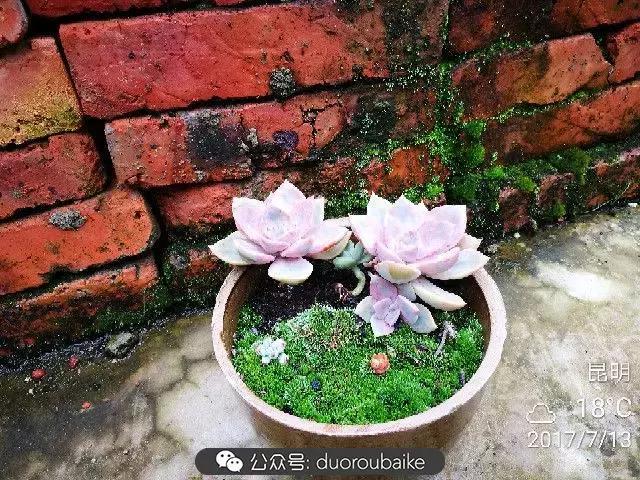 苔藓与多肉,多肉与苔藓的巧妙组合