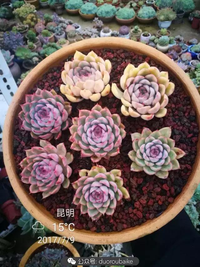 苔藓与多肉,多肉与苔藓的巧妙组合