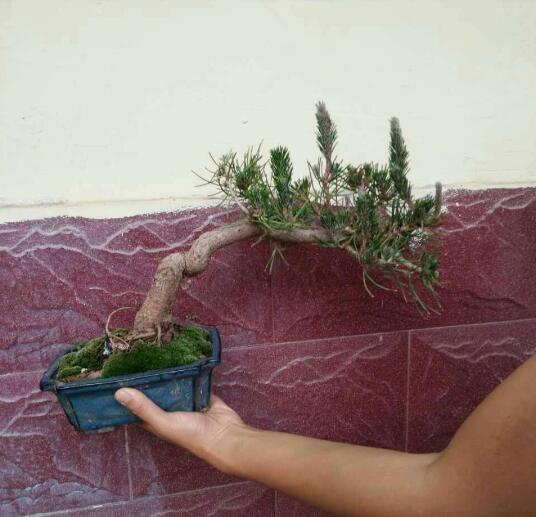 单杆式文人型精品黑松盆景 (黑松盆景用深盆还是用浅盆)