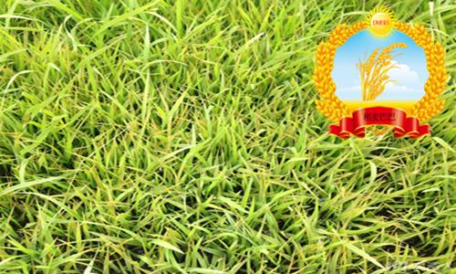 水稻叶片发黄干枯怎么回事,水稻苗床上秧苗发黄是什么原因