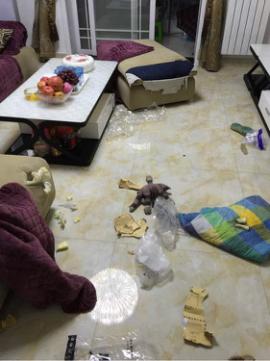 怎么改掉狗狗咬坏习惯,怎么纠正狗狗咬和玩耍