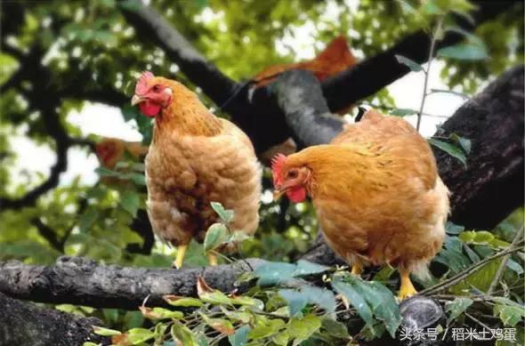 10种最好喝的饮料,最好喝的饮料排行榜前10名