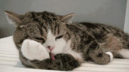 猫咪一直舔我皮肤,猫咪总是舔自己舔出血