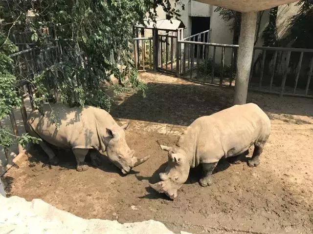 缇庡コ涓庨噹鍏界湅椋庢櫙,澶х唺鐚妧鐗涢噾涓濈尨缇婇┘