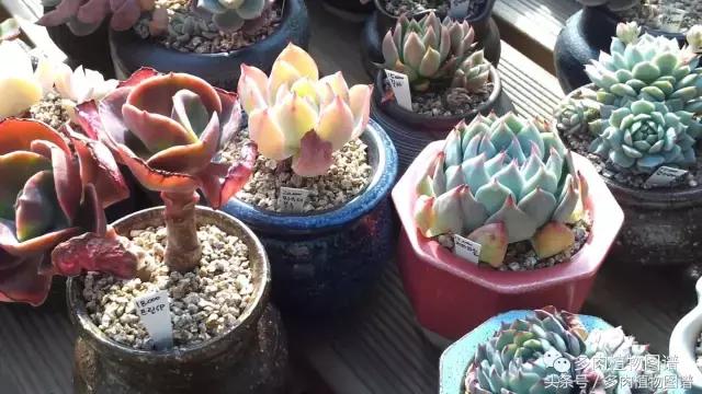 满阳台的多肉,满阳台多肉