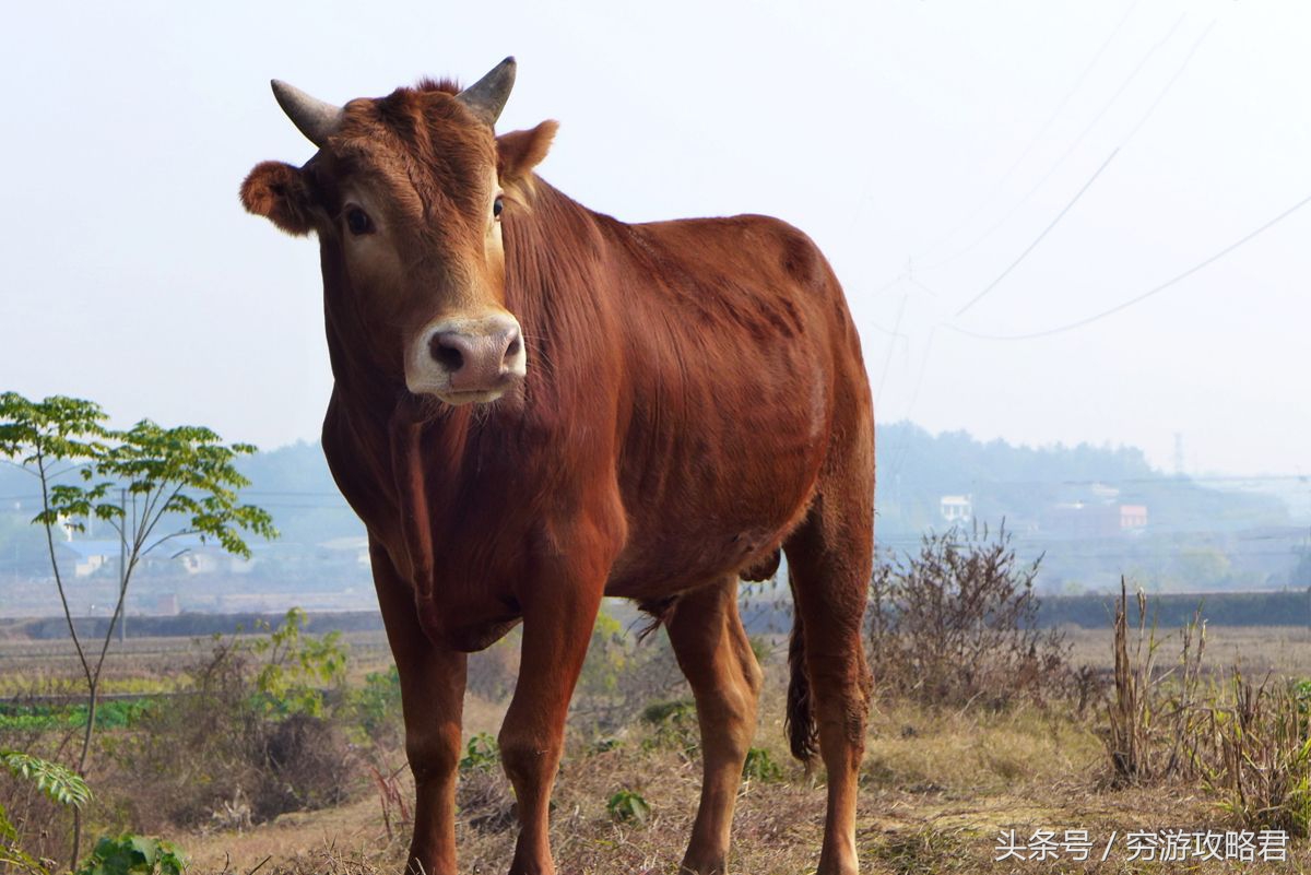 属牛人哪方能发财,属牛的人三喜临门