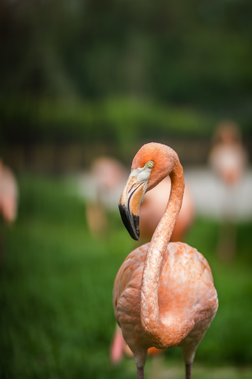 鐏儓楦熺潾姣涜啅瀵嗙⒊,鐏儓楦熺粏寰潾姣涜啅