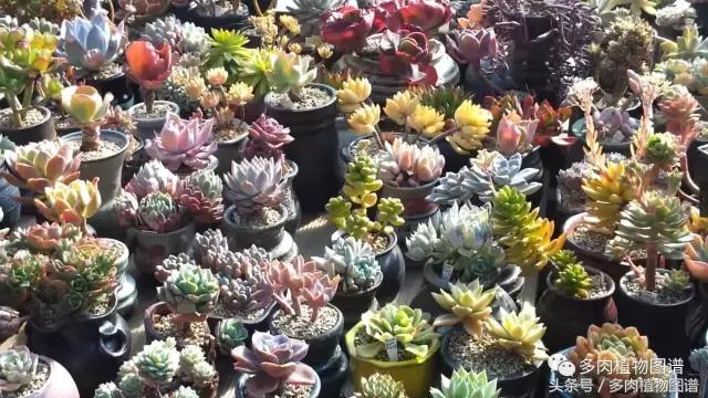 满阳台的多肉,满阳台多肉