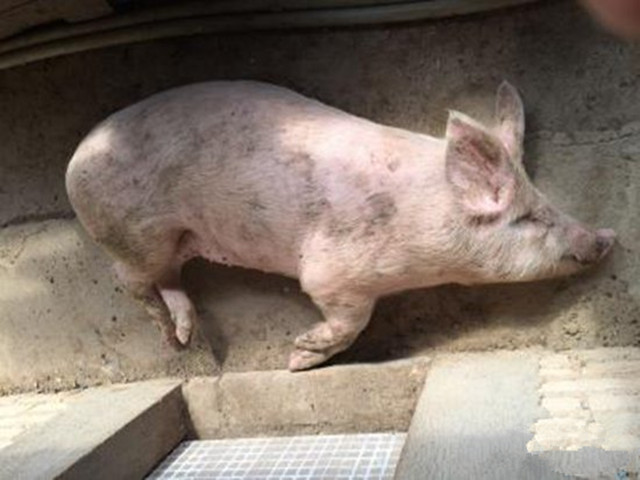 猪脑炎怎么治疗最好最快最有效,猪脑炎有什么症状用什么药