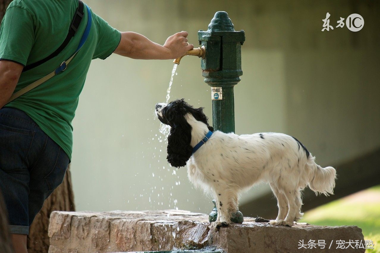 教你几招让狗狗立马变聪明,想让狗狗听话需要做好这五点