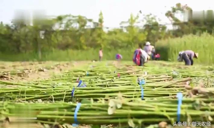 绍兴臭豆腐臭水太咸了怎么办,绍兴臭豆腐像下水道的味道