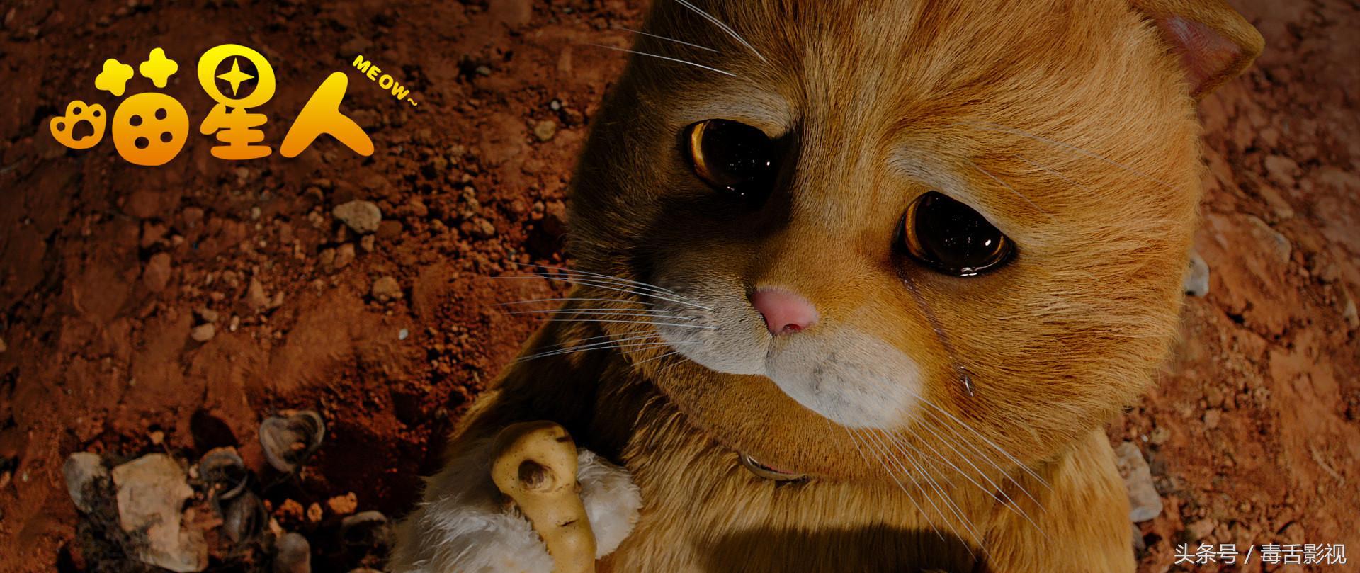 五句话夸猫咪可爱作文,关于喵星人的好听句子简短