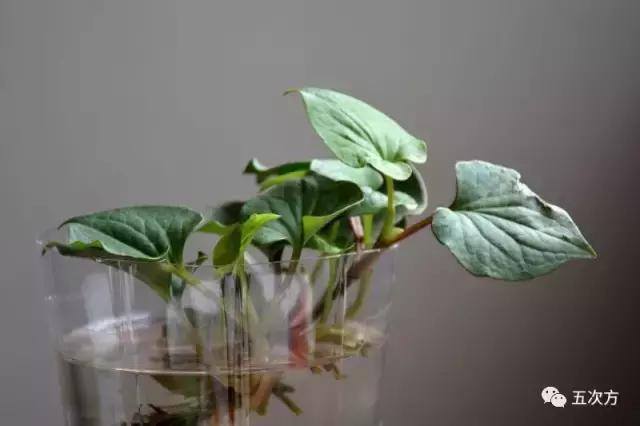 鱼腥草真的很腥吗,鱼腥草怎样吃