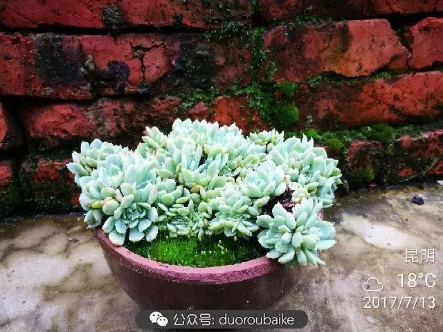 苔藓与多肉,多肉与苔藓的巧妙组合