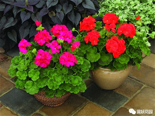 发财树的栽培与君子兰管理,发财树和君子兰可以放在阳光下吗