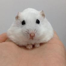 仓鼠拉肚子该如何治疗,仓鼠拉肚子怎么喂蒙脱石散