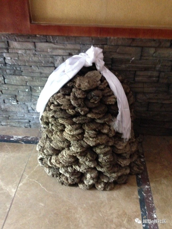 我与“她”可可西里二十天零距离的故事