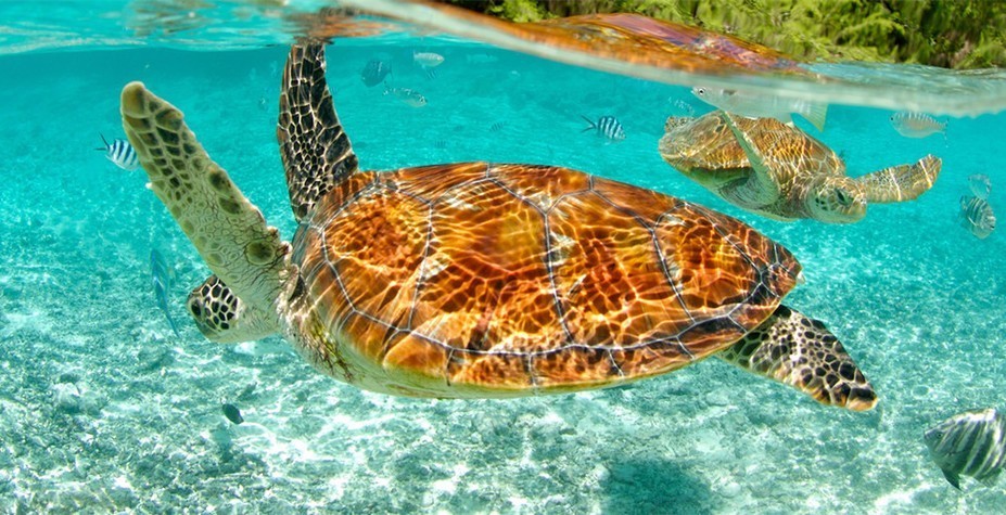 大溪地海岛度假岛,海岛旅游攻略大溪地