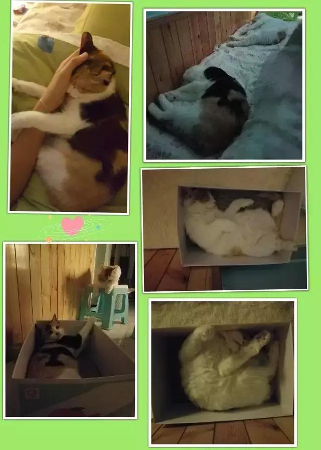猫咪睡姿大作战,猫咪大字型睡姿图片