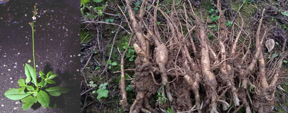 假人参骗局视频,假人参有几种