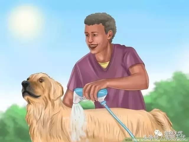 狗狗中暑引发心脏病怎么办,狗狗中暑后一直叫是怎么了