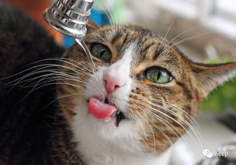 减肥期间吃得少便秘怎么办,轻断食减肥便秘怎么办