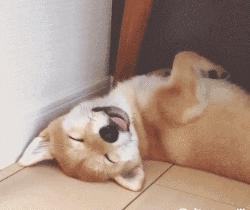 猫咪眼睑内翻解决办法,猫咪下眼睫毛内翻割眼皮后闭不上