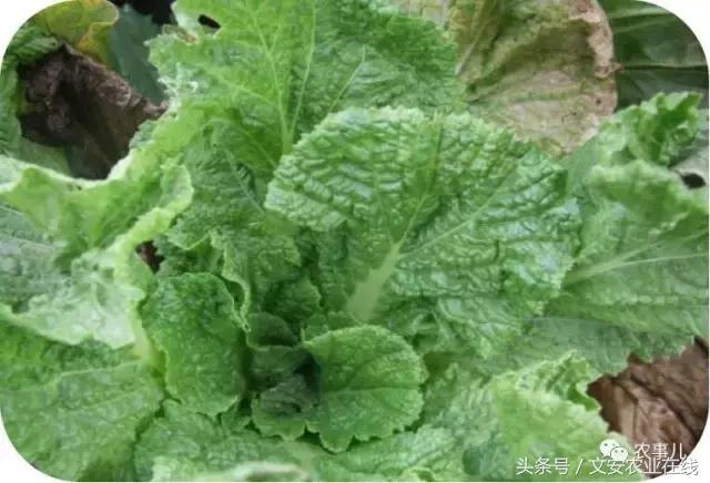 大白菜常见病虫害及防治方法,大白菜早期病虫害防治方法