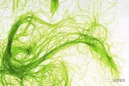 生物藻污水处理,绿藻能处理污水吗