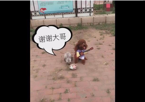 丐帮入门后怎么成功乞讨五次,丐帮帮主教人乞讨