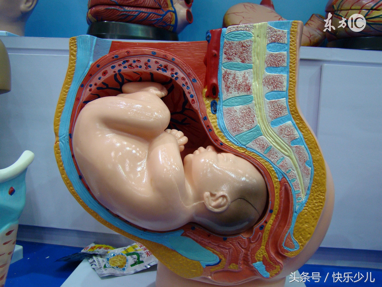 顺产切开会阴有什么影响,顺产侧切危害大还是剖腹产危害大