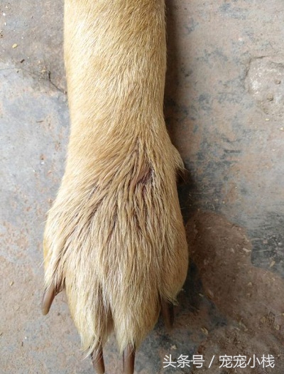 土狗被毒蛇咬伤，家中老人用草药敷伤口，一周了，还未消肿，狗狗算挺过来了吗？