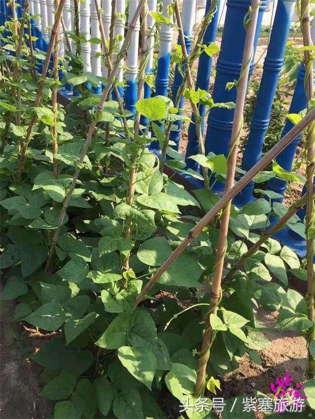 秦皇岛旅游住宿农家院,秦皇岛2日游攻略农家院