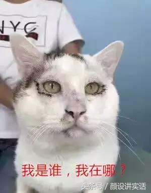猫咪割双眼皮对比图,猫咪割双眼皮后对比