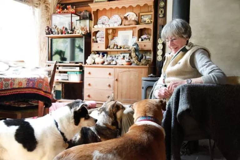 捕杀流浪猫狗的国家,大量捕杀流浪猫犯法吗