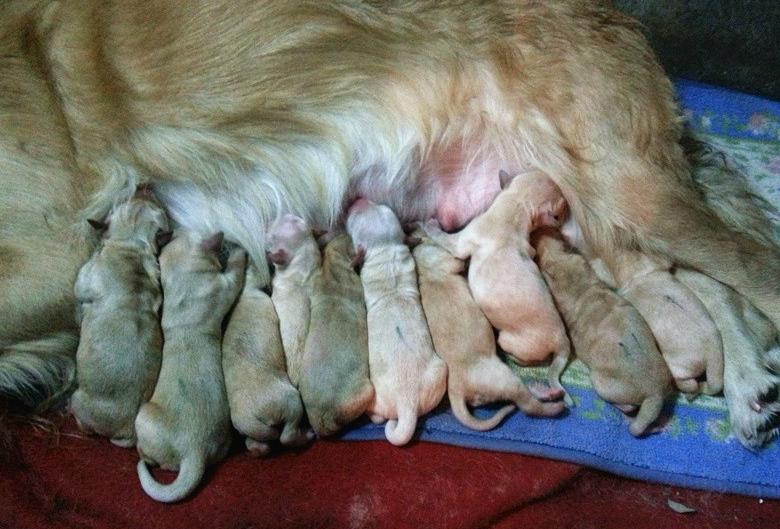 狗狗怀孕前期需要注意什么事项,狗狗产后护理注意事项