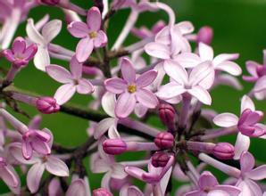 口气重口臭吃口香糖有用吗,中医解决口臭方法