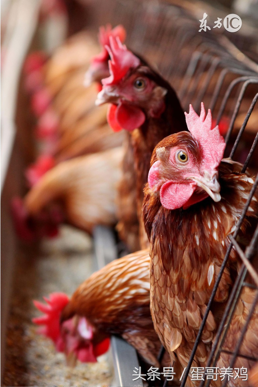 防治鸡中暑最好的方法,鸡中暑怎么办视频