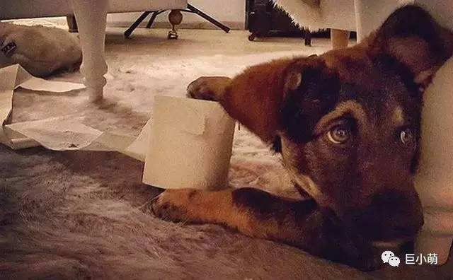 狗狗吞食异物如何知道它是否吐完,如果狗狗看见地上的食物吃怎么办