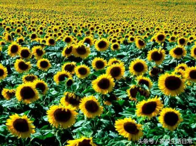 一切成长皆因与国培相遇,国培给自己带来的成长和启发