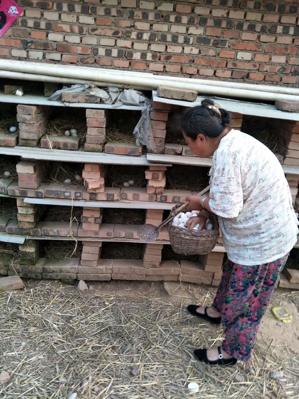 大蒜乌骨鸡,大蒜公鸡