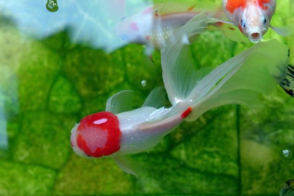 金鱼体色变化的原因,金鱼保色方法