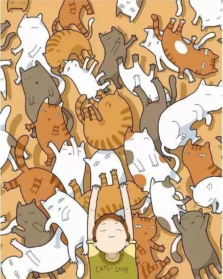 养猫的100个好处视频,养猫的人才懂的十个好处