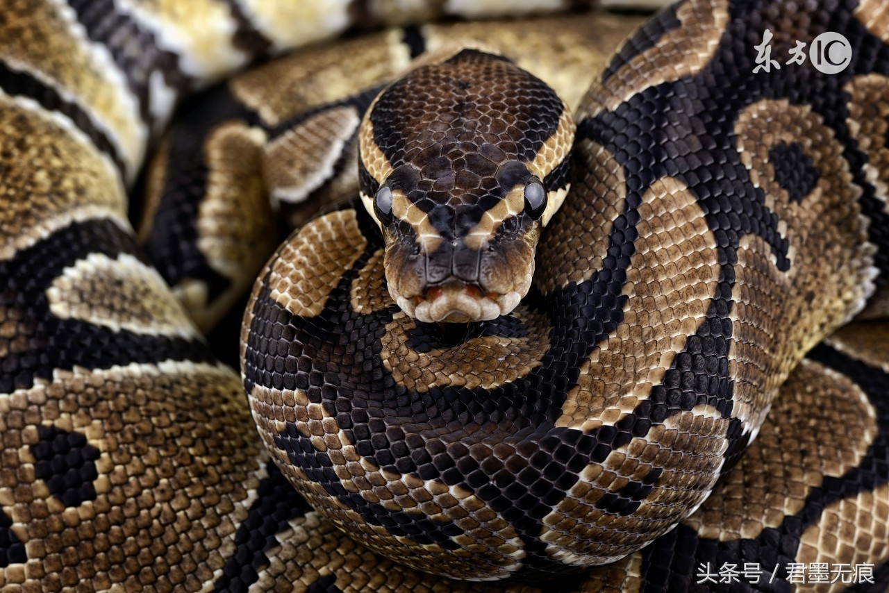 森蚺遇到其他蛇,当森蚺遇到其他蛇