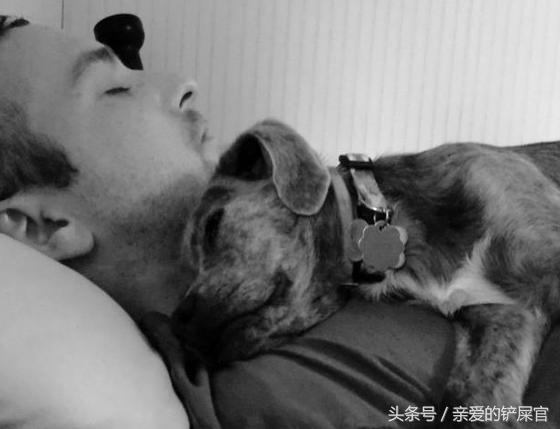 为什么要鼓励领养代替购买,宠物领养代替购买