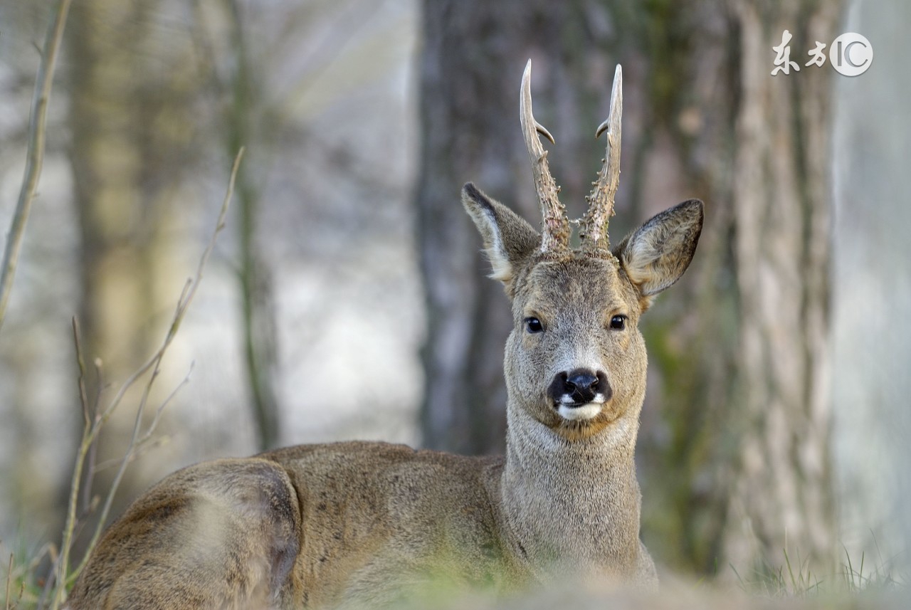 民间故事:无意间救了蝗仙娘娘致使蝗灾肆虐,全因鹿氏先人以貌取人差点害了青蛙大神