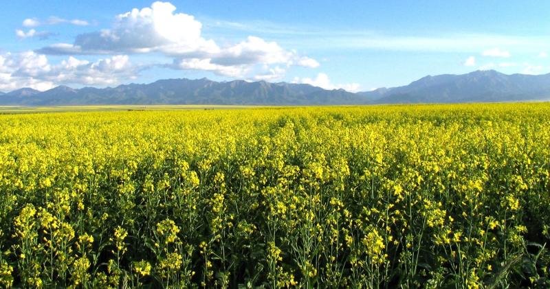 世界第一大马场有多少匹马,世界最大的军马场